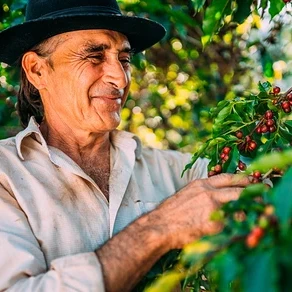Mann mit Hut erntet Kaffeekirschen von einem Strauch.