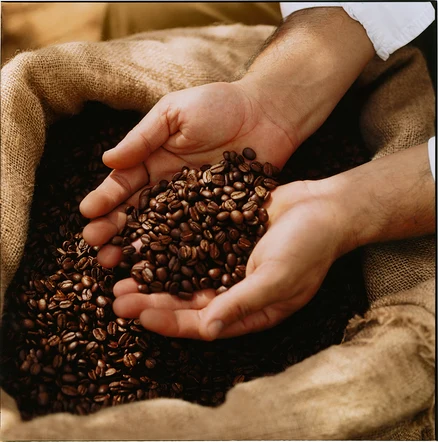 Zwei Hände halten Kaffeebohnen über einem Sack mit Kaffee.
