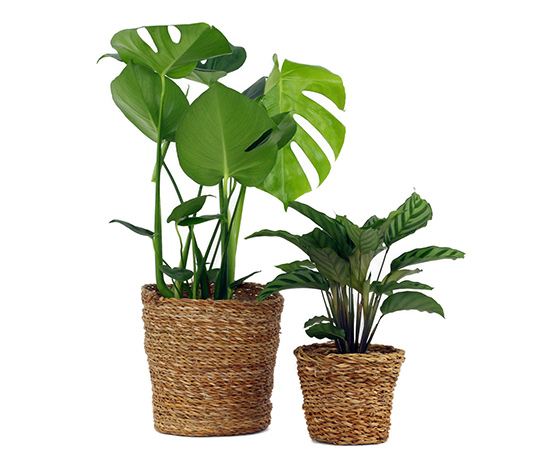 2 Zimmerpflanzen »Monstera Deliciosa« und »Calathea Leopardina« – jeweils  im Topf online bestellen bei Tchibo 623692