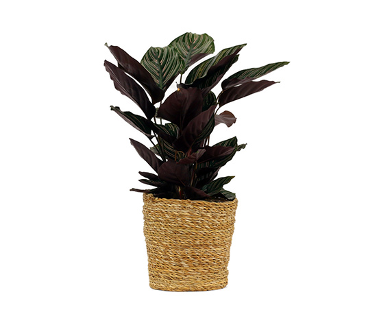 Zimmerpflanze »Calathea Makoyana« im 17-cm-Topf online bestellen bei Tchibo  623694