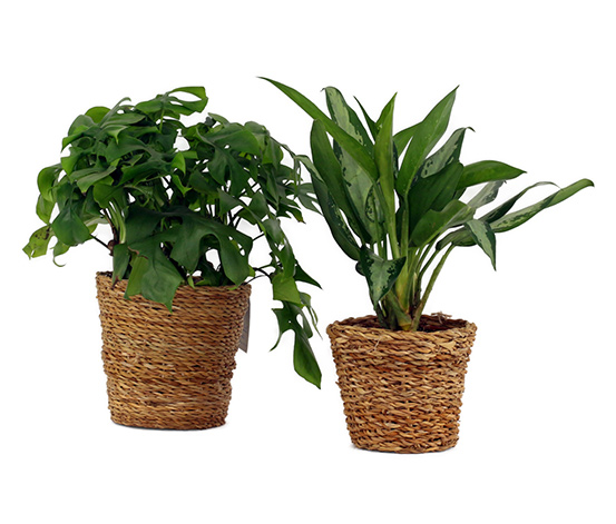 2 Zimmerpflanzen »Monstera Minima« und »Aglaonema Jubilee« – jeweils im  Topf online bestellen bei Tchibo 623690