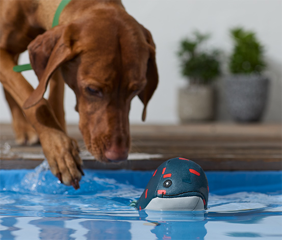 Hunde-Wasserspielzeug »Wal« online bestellen bei Tchibo 625851