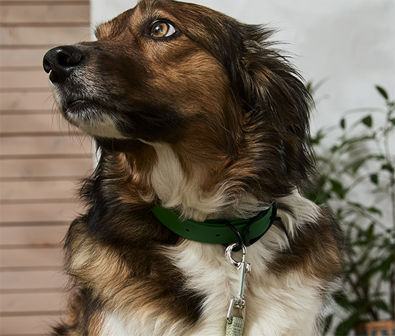 Hunde-Halsband online bestellen bei Tchibo 625839