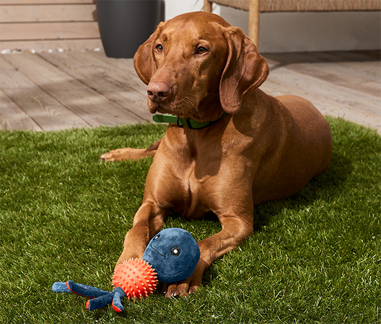 Hunde-Plüschspielzeug »Oktopus« online bestellen bei Tchibo 625852