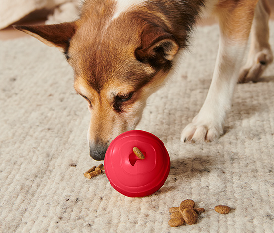 Hundespielzeug »Snackball« online bestellen bei Tchibo 641628