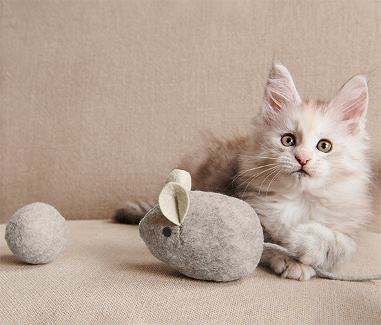 Katzenspielzeug-Set online bestellen bei Tchibo 641623