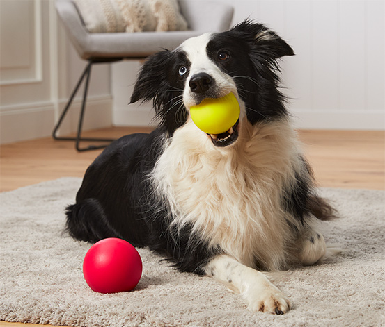 Hunde-Spielzeugbälle, 2-teilig online bestellen bei Tchibo 617506