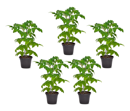 Tomatenpflanzen, 5er-Set online bestellen bei Tchibo 602630