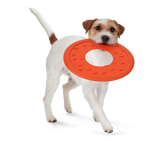 Hunde-Wurfscheibe online bestellen bei Tchibo 625857