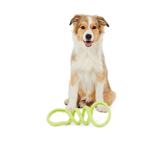 Hunde-Zerrspielzeug online bestellen bei Tchibo 653138
